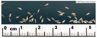 Seed size